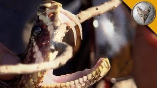 Insane Fangs of the Eastern Diamondback Rattlesnake [upl. by Tilden882]