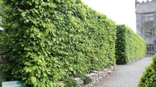 A focus on Hornbeam hedging All you need to know about Carpinus betulus [upl. by Annaicul]