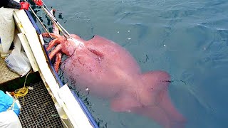 Modern Fast Squid Fishing Technology on Big Boat Amazing Traditional Big Squid Fishing Skill [upl. by Cedar]