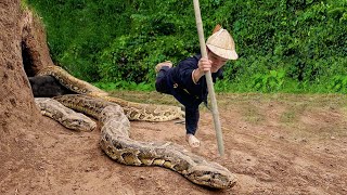 Dwarf family harvesting cassava encountered a giant python molting  Dwarf survival skills [upl. by Jauch]