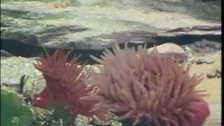 Actinia equina interaction [upl. by Kingsley]