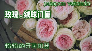 推荐一款我最爱的玫瑰：绒球门廊pompon veranda，花多，花期长，量大，抗病能力强，阳台也可种植！最主要是美美的！ [upl. by Nunes]