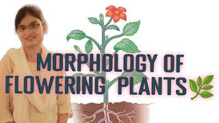 MORPHOLOGY OF FLOWERING 💐 PLANTCLASS IX biology class maya academy [upl. by Ahsela]