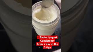 l Reuteri yogurt consistency after a day in the fridge [upl. by Jotham]