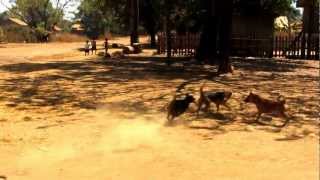 Ratanakiri Cambodia  Jungle Trek Dog Fights [upl. by Sidoma]