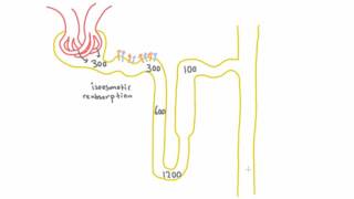 Concentration Throughout the Nephron with ADH [upl. by Odysseus271]