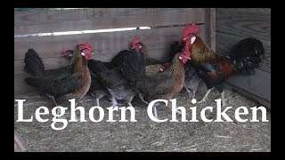 Chicken Breed Analysis The Leghorn [upl. by Eineeuq]