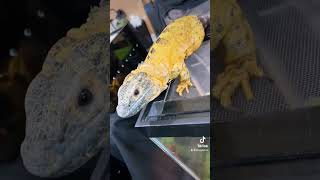 Tinley Park REPTILE EXPO October 2022 [upl. by Seyler]