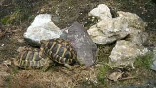 Griechische Landschildkröten erwachen aus dem Winterschlaf [upl. by Dotti870]