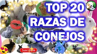 TOP 20 RAZAS DE CONEJOS  VARIEDAD DE CONEJOS [upl. by Llenroc]