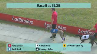 Crayford Greyhounds Races on 4th July 2024 [upl. by Skerl]