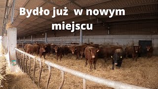 154 Przyjechały ostatnie sztuki z drugiego gospodarstwa  Angus i Limousine [upl. by Brandie]