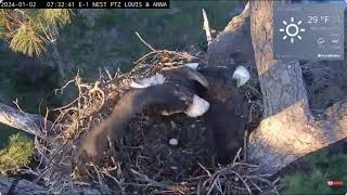 The foreigen female eagle takes the prey from Louis bald eagle Kisatchie National Forest E1 Nest Cam [upl. by Jenei]