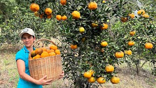 Aprenda passo a passo como cultivar essa fruta e produzir muito [upl. by Celin234]