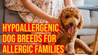 10 Cutest Small Hypoallergenic Dog Breeds For Allergic Families [upl. by Kcirddes28]