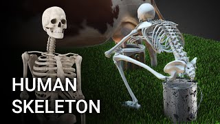 Human Skeleton under Different Situations Use your Headphone [upl. by Yr]