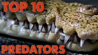 Top 10 Predators of North America [upl. by Bullivant]