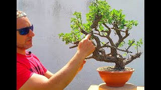 Bonsai Tree Technique Crataegus 3 [upl. by Haley406]