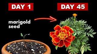 Growing Marigold Flower From Seed  45 Days Time Lapse [upl. by Lehte915]