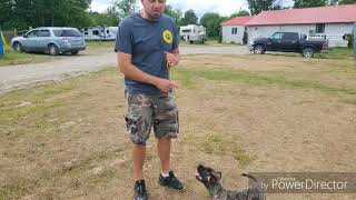 How to train your puppy to come  Shield Presa Canario [upl. by Jemma]