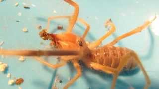 Camel Spider Feeding [upl. by Mozza]