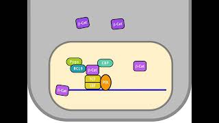 The Wnt pathway in a normal and in a tumour cell HD [upl. by Nnahteb]