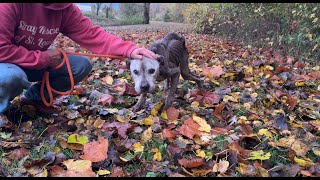 We carried him for a mile  Stray Rescue of StLouis [upl. by Rebmyt]