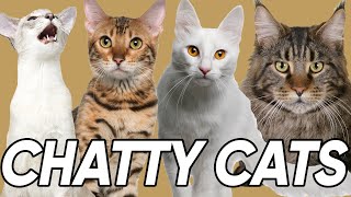 The 9 Most Talkative Cat Breeds [upl. by Atsocal71]