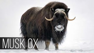 THE MUSK OX is an ancient animal that SURVIVED the Ice Age [upl. by Yasui399]