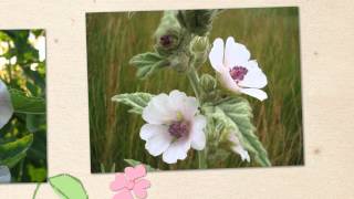 Алтей лекарственный Althaea officinalis [upl. by Tevis]