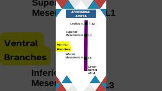 Abdominal aorta branches neetpg surgicaleducation medicalstudent doctor anatomyclass [upl. by Ahsieyt]