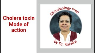 Mode of Action of Cholera Toxin [upl. by Eilyr807]