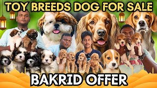 Toy breeds dog selling farm in Chennai  All breed⁉️petsdogfarmdogkennel [upl. by Nya]