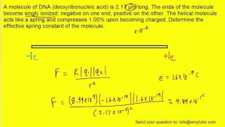 A molecule of DNA deoxyribonucleic acid is 217 µm long The ends of the molecule become singly io [upl. by Alyl]