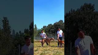 Dog Ability Training 11 [upl. by Haliehs]