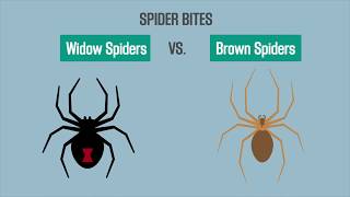 Spider Bites Black Widow vs Brown Recluse [upl. by Ahsilac]