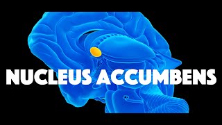 Nucleus Accumbens [upl. by Kabab717]