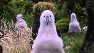 Tristan Da Cunha is Happy [upl. by Mcmaster]