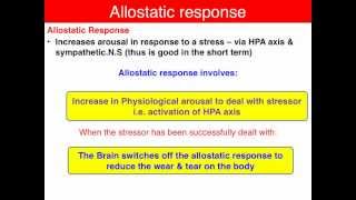 Allostasis  VCE U4 Psychology [upl. by Anees]