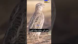 Quail Calling  Commin Quail Voice  Batair Ki Awaz  Bater Ki Boli  QuailSound [upl. by Aivan862]