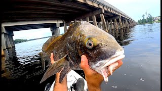 Bizarre Catch in the Choctawhatchee Bay Fishing a Bridge and Docks for Huge Black Drum [upl. by Edia]