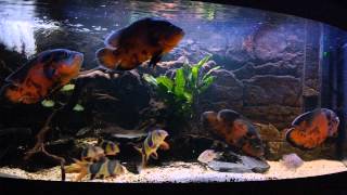 astronotus ocellatus peru oscar fishclown loaches Cichlasoma cyanoguttatum HD Ep9 [upl. by Sou]