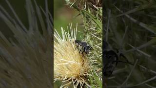 Leafcutter Bee visits Bristle Thistle [upl. by Dorise]