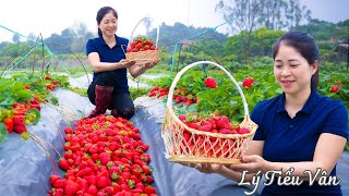 How to harvest Strawberry amp Go to the market sell  Harvesting and Cooking  Daily Life [upl. by Yelrebmyk823]