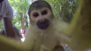 Apenheul Primate Park Compilation [upl. by Atiekan]