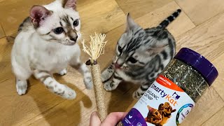 Cat Reaction Cat Nip VS Silvervine Sticks [upl. by Anaehs]