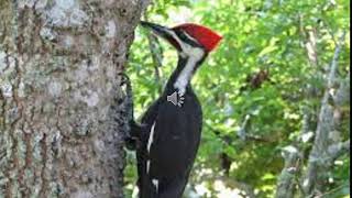 Woodpecker Pecking  Sound of a Woodpecker [upl. by Itsur]