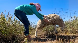 Just Waiting for a Gate  Australian Sheep Farm Vlog [upl. by Culley565]