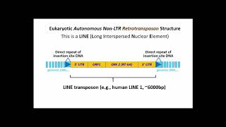 251 LINEs Long Interspersed Nuclear Elements LTR Retrotransposons [upl. by Stefanie]