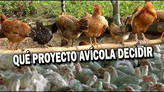 QUÉ PROYECTO AVÍCOLA ESCOGER [upl. by Kcirredal]